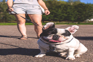 Dog Walker